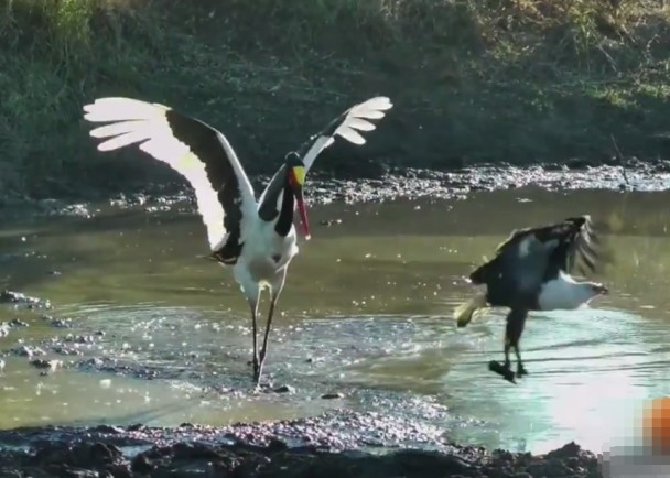 ��ӥ��צ��ס������ߣ�����������ֹ�޴ӡ�