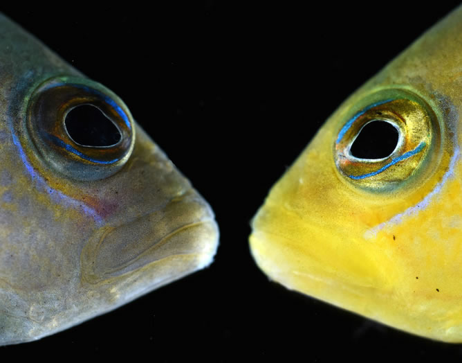 澳大利亚大堡礁中“披着羊皮的狼”——“拟雀鲷”