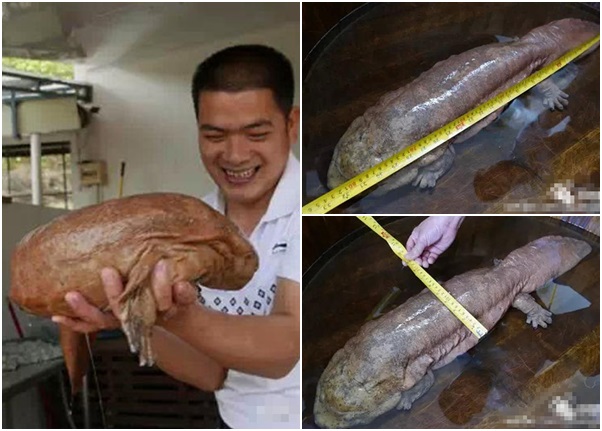 肖姓景区工作人员意外捕获巨型的野生娃娃鱼(左图),经量度发现身长83厘米、宽16厘米(右上及下图)。