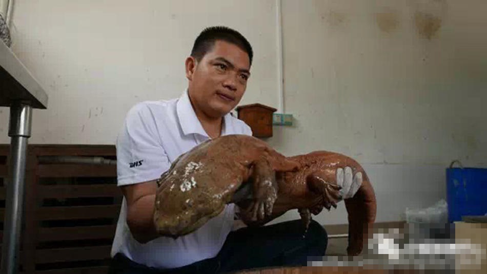 肖男将巨型娃娃鱼拿上手把玩