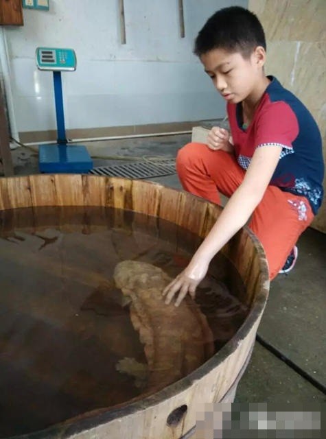 捕获的野生娃娃鱼被放在巨型木桶内