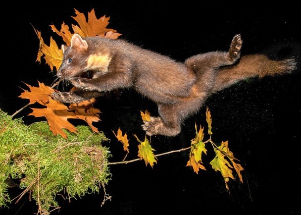 �ھ��������ڿ��п�Ծһ�̵���Ƭ���