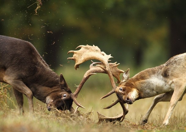 ��ֻ¹�ڲ�ԭ�Ͻ�����