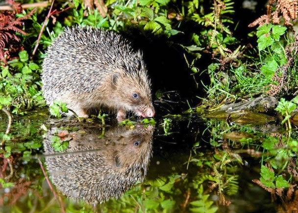 ���ں�ˮ��С��⬣�����е�Ӱ��ӳ��Ȥ��