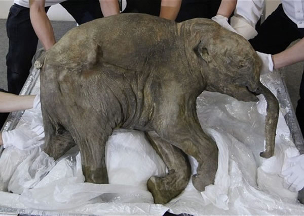 �о��Ŷӳ�ȡ�˱����ڱ��㵱�еĳ�ë���ź�DNA