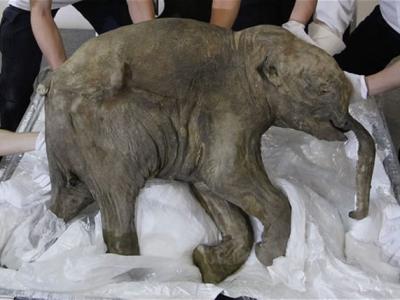 关于萤火虫的14个有趣科学小知识 - 神秘的地球