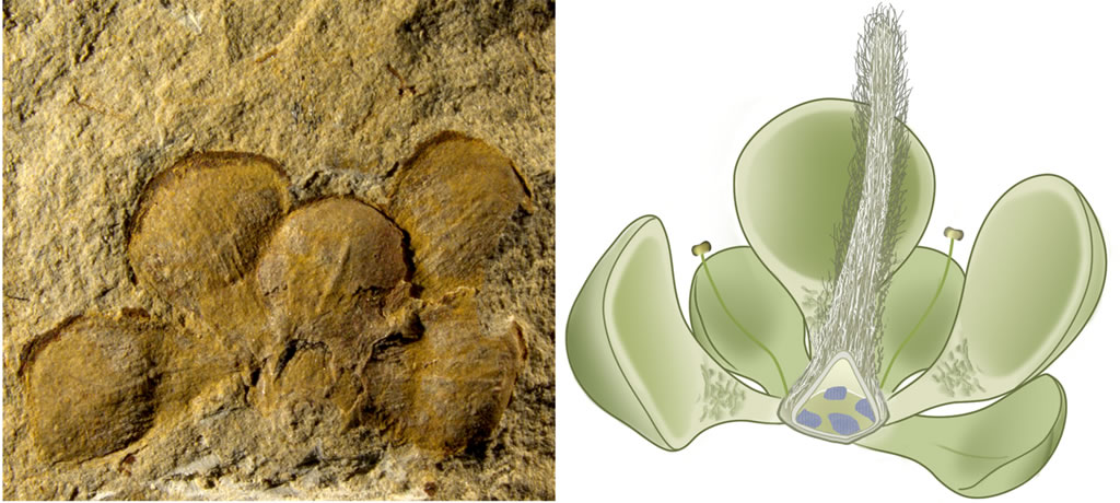 左图,潘氏真花的模式标本;右图,潘氏真花的复原图