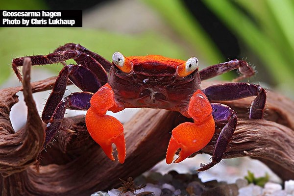 Geosesarma hagenз���Ǻ�ɫ��зǯ��з�����ǳ�ɫ