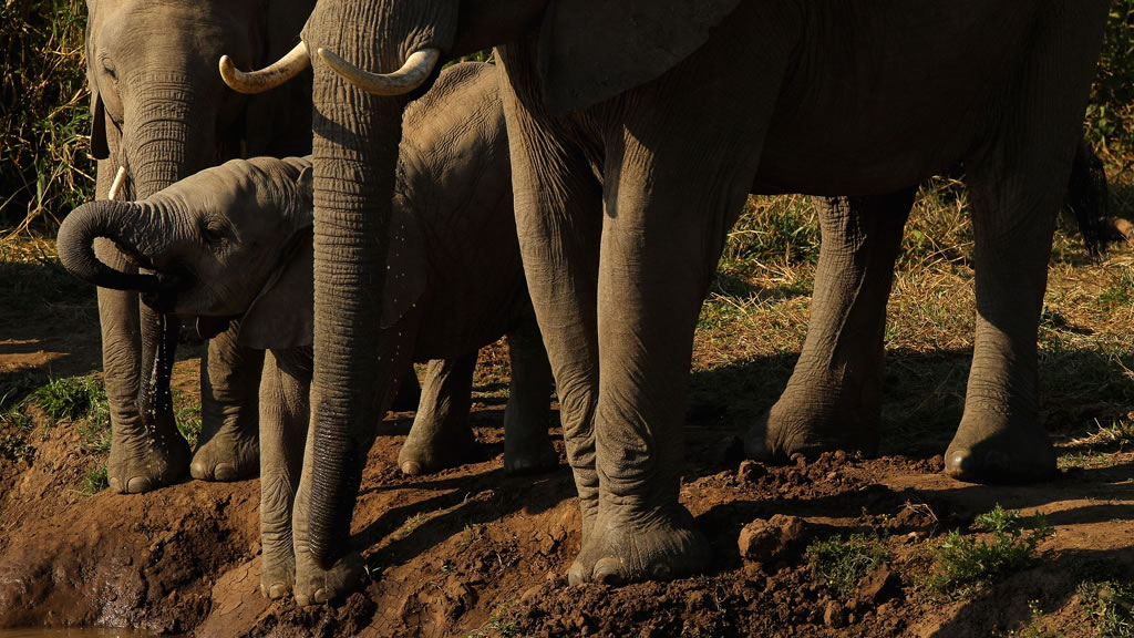 非洲象可能在10至20年内灭绝