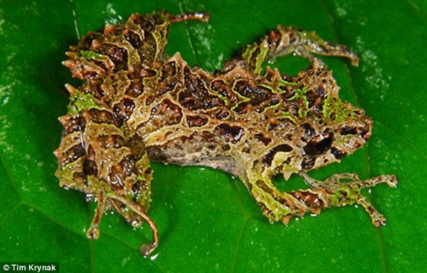 ���ܱ�����ΪPristimantis mutabilis