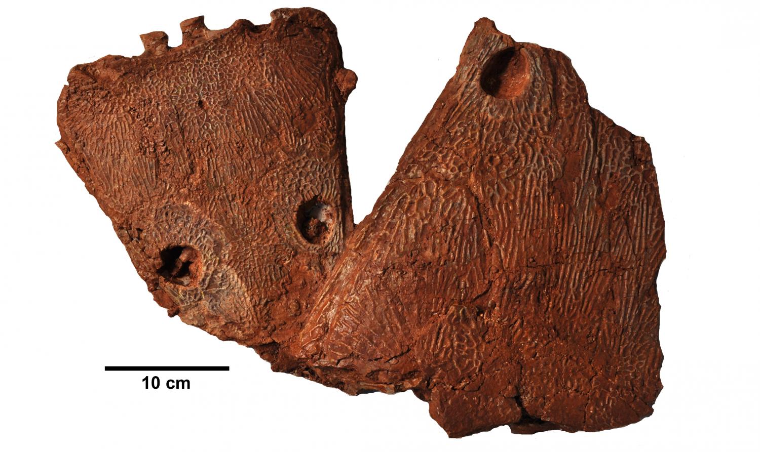 Metoposaurus algarvensis化石