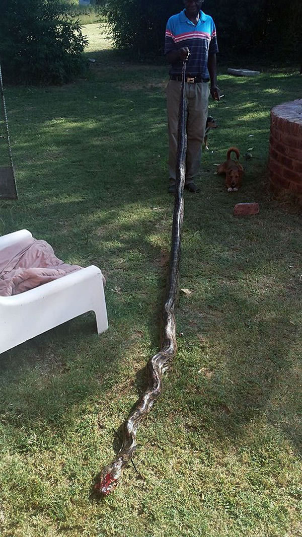 被打死的4米巨蟒