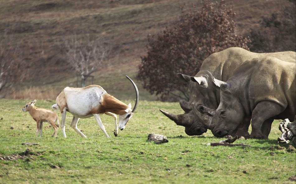 英国一只羚羊为保护幼崽与体重接近3吨的犀牛顶角