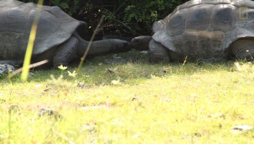 塞舌尔的阿桑普申岛巨龟不满交配被围观向科学家“吐口水”