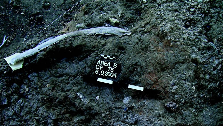 以色列考古学家在动物遗骸中发现距今约50万年的石器“瑞士军刀”