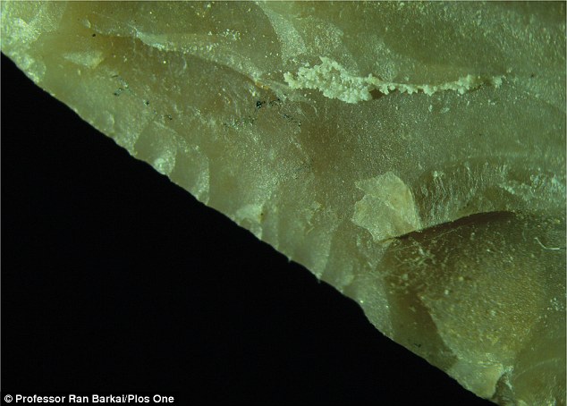 以色列考古学家在动物遗骸中发现距今约50万年的石器“瑞士军刀”