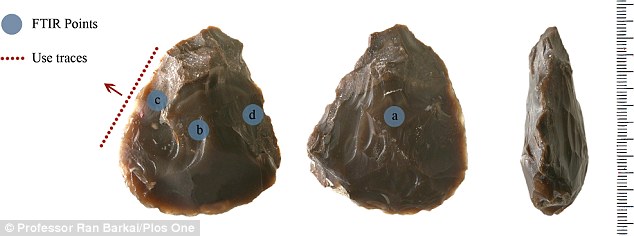以色列考古学家在动物遗骸中发现距今约50万年的石器“瑞士军刀”