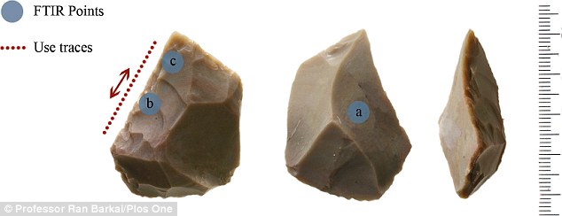 以色列考古学家在动物遗骸中发现距今约50万年的石器“瑞士军刀”