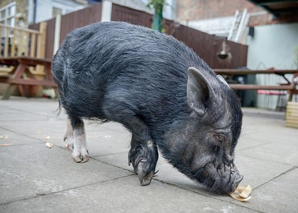 �����⡱����͵�ȿ���ʣ�µ�ơ��