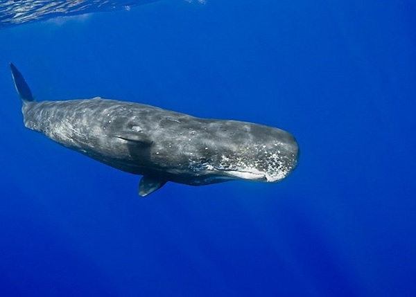 龙涎香为抹香鲸(图)的呕吐物,有“浮金”的外号。
