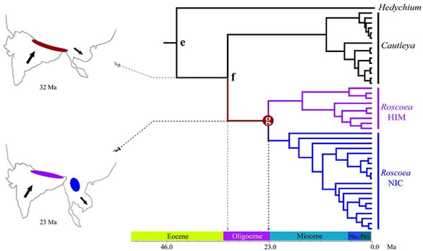 象牙参属和距药姜属的演化时间节点与对应的板块运动时间相吻合