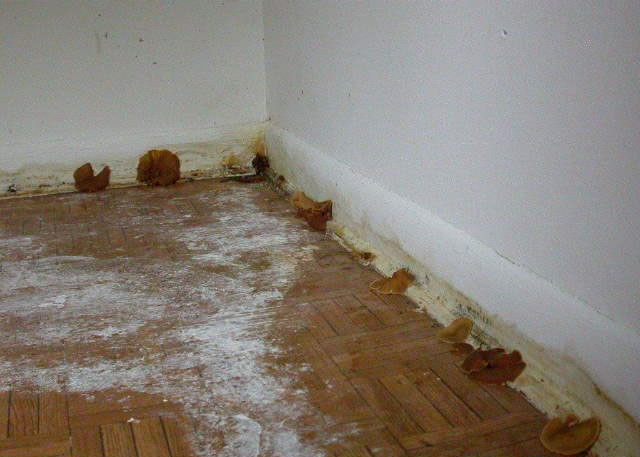 ��������ڷ�ֳ�������������