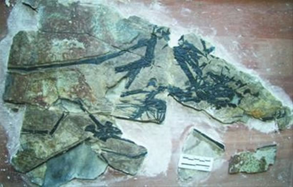 辽宁朝阳晚侏罗世土城子组中发现喙嘴龙类一新成员——朝阳东方颌翼龙