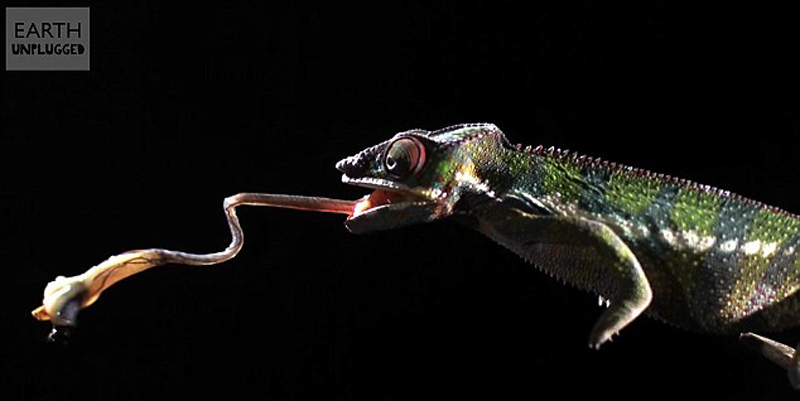 BBC网络频道《Earth Unplugged》视频慢镜头展现变色龙舌头的闪电速度