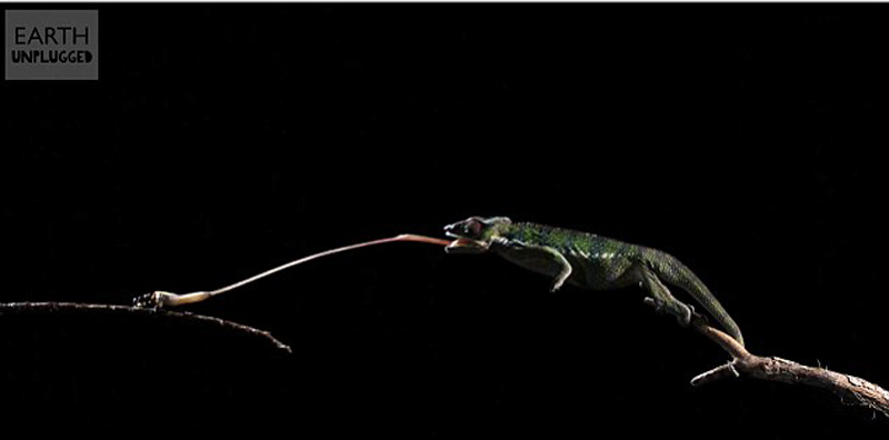 这只变色龙在0.07秒内就伸出了有它身体近两倍长的舌头