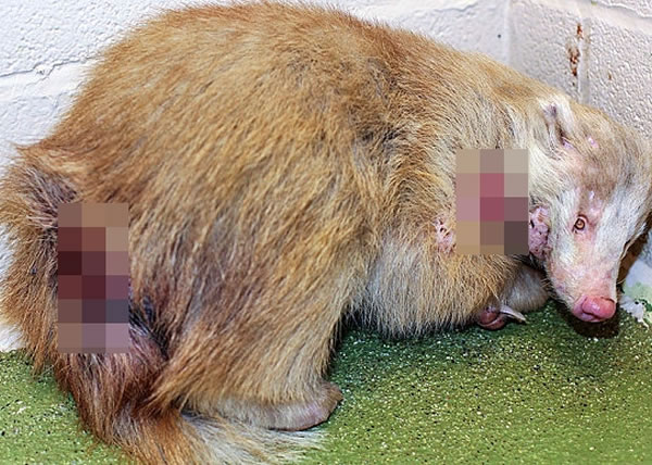 ⵵ľ����ͲG�趼��ҧ��Ѫ��ģ��