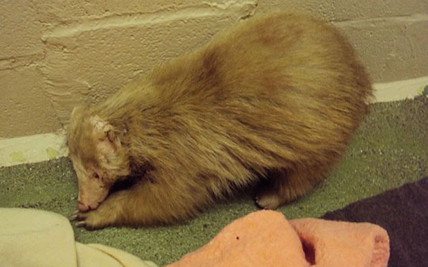 ������ѱ��͵�ҽԺ����