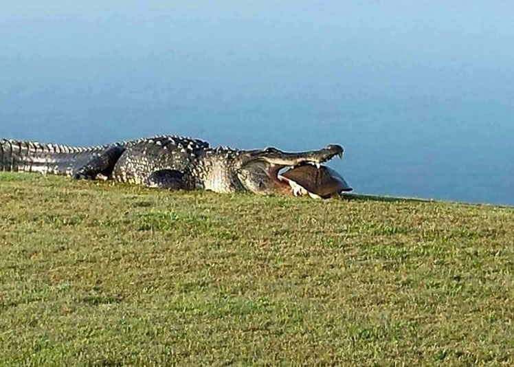 ��������һֻ���