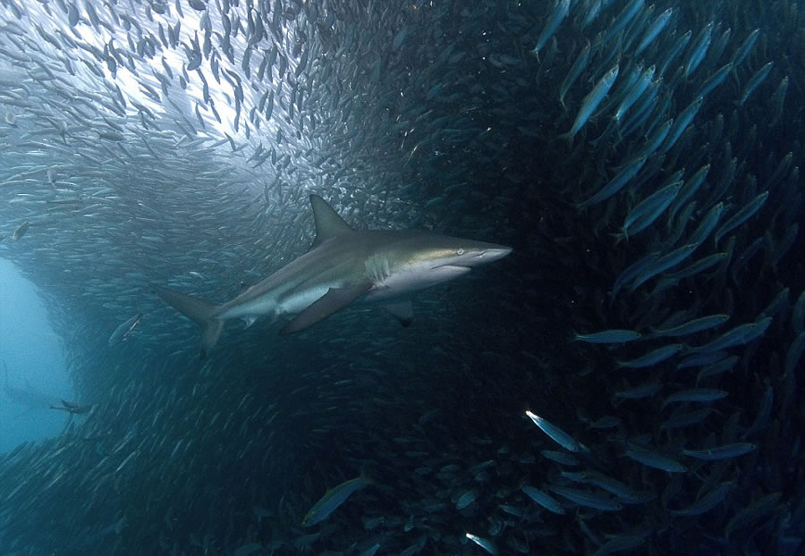 野生动物摄影师Michael Aw在南非东海岸拍摄到鲨鱼、海豚掠食沙丁鱼的壮观景象