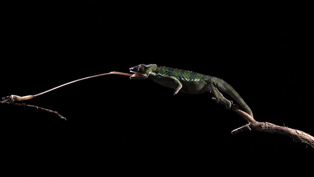 BBC网络频道《Earth Unplugged》播放拍摄到的变色龙捕食的惊人画面