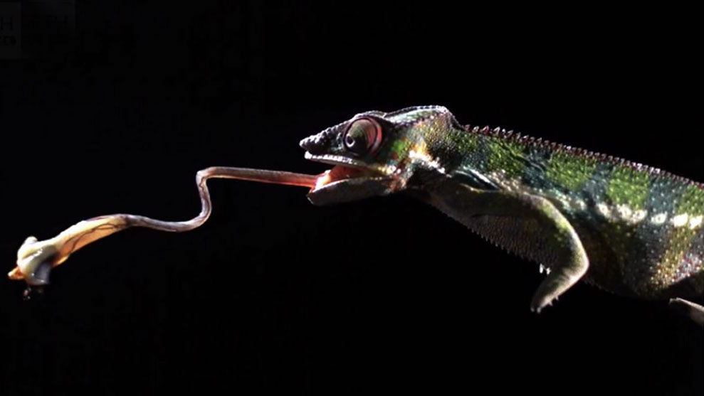 BBC网络频道《Earth Unplugged》播放拍摄到的变色龙捕食的惊人画面