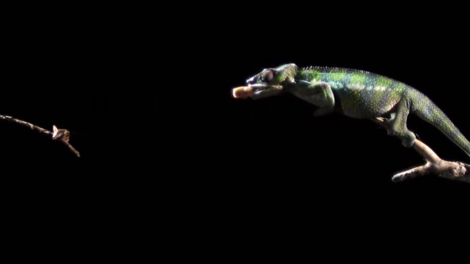 BBC网络频道《Earth Unplugged》播放拍摄到的变色龙捕食的惊人画面