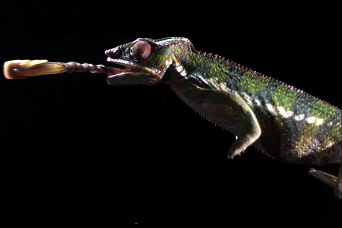 BBC网络频道《Earth Unplugged》播放拍摄到的变色龙捕食的惊人画面