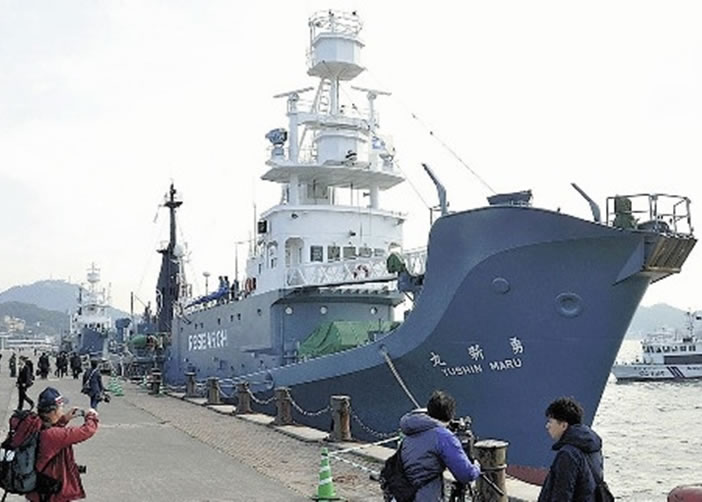 日本科研捕鲸船返国,并未有捕鲸。图为其中一艘捕鲸船。