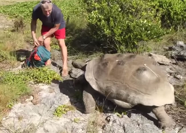 马达加斯加巨龟不满交配被骚扰 “追杀”国家地理频道探险人员