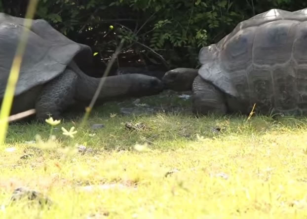 当时一对巨龟正亲热交配