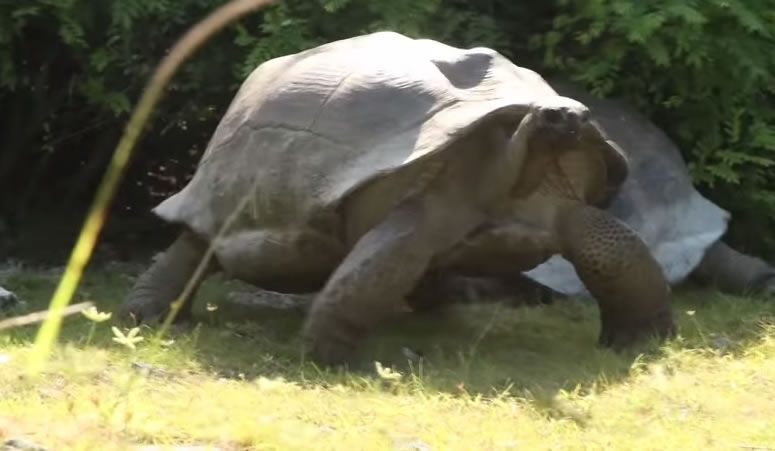 雄龟疑不满好事被骚扰,转头走近罗斯及摄影师拟攻击他们。