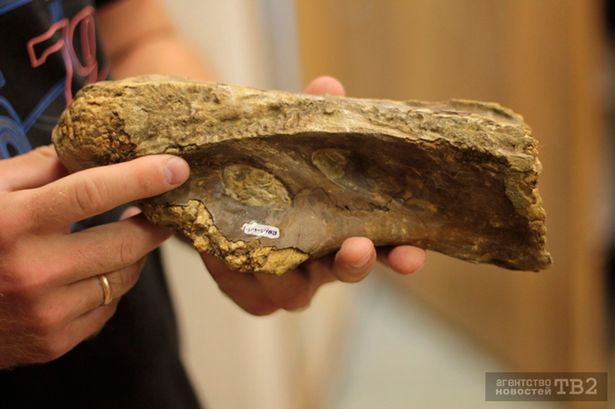 俄罗斯科学家在西利比亚发现新种恐龙“西伯利亚龙”