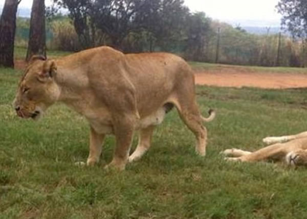 一只狮子跳过车窗施袭,在史密斯的腿上留下恐怖牙齿印。