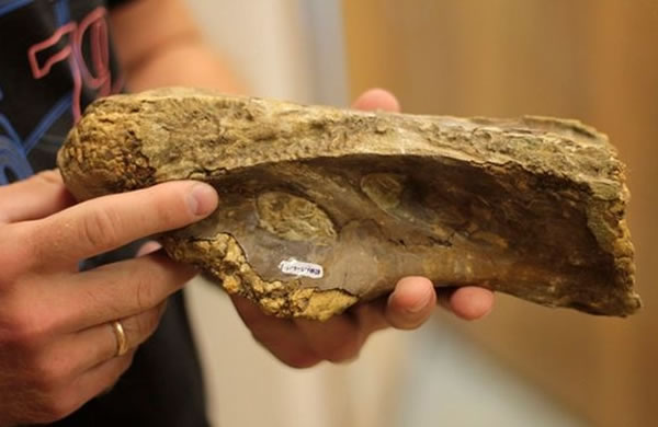 研究人员根据化石,推断巨龙的体重比9只非洲大象更重。