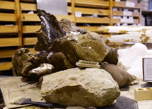 研究人员估计该恐龙存活于晚白垩世时期