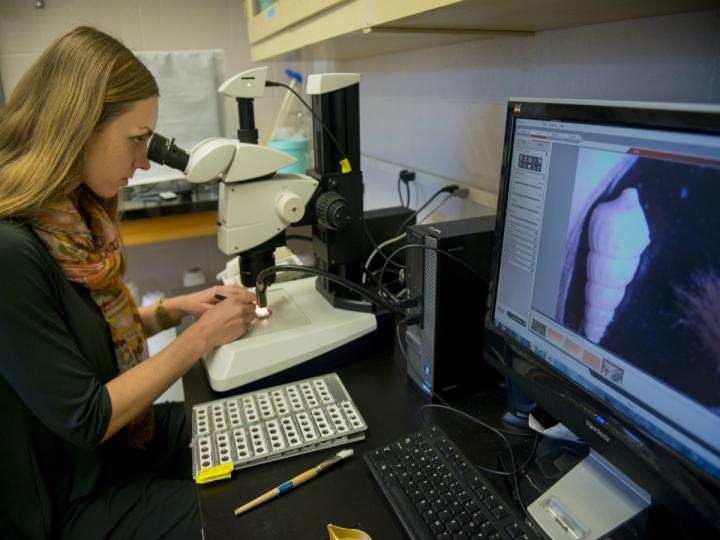 Sarah E. Moffitt及其同事研究了太平洋圣巴巴拉海盆沉积物岩芯中的化石动物群随着时间推移发生的变化