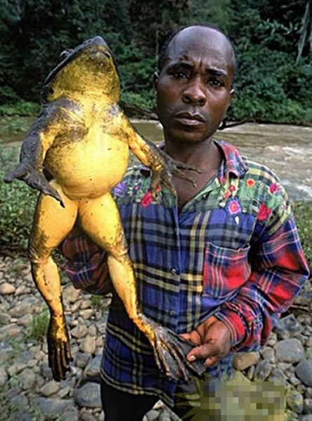 ǺͿ¡ϲϢܡgoliath ɴ1