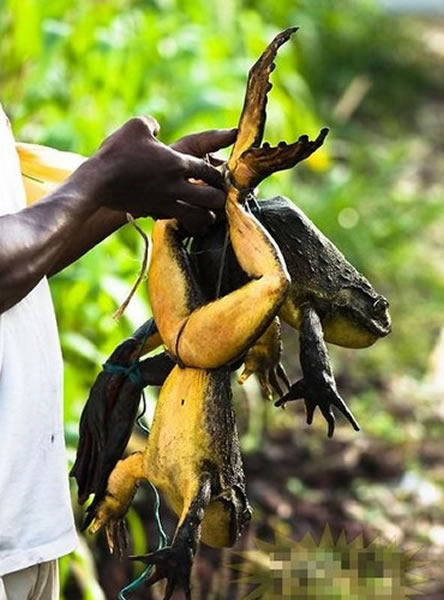 ǺͿ¡ϲϢܡgoliath ɴ1