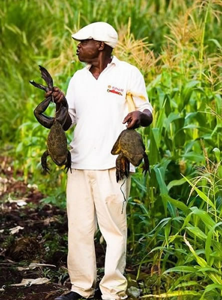 ǺͿ¡ϲϢܡgoliath ɴ1