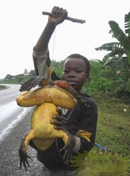 ǺͿ¡ϲϢܡgoliath ɴ1